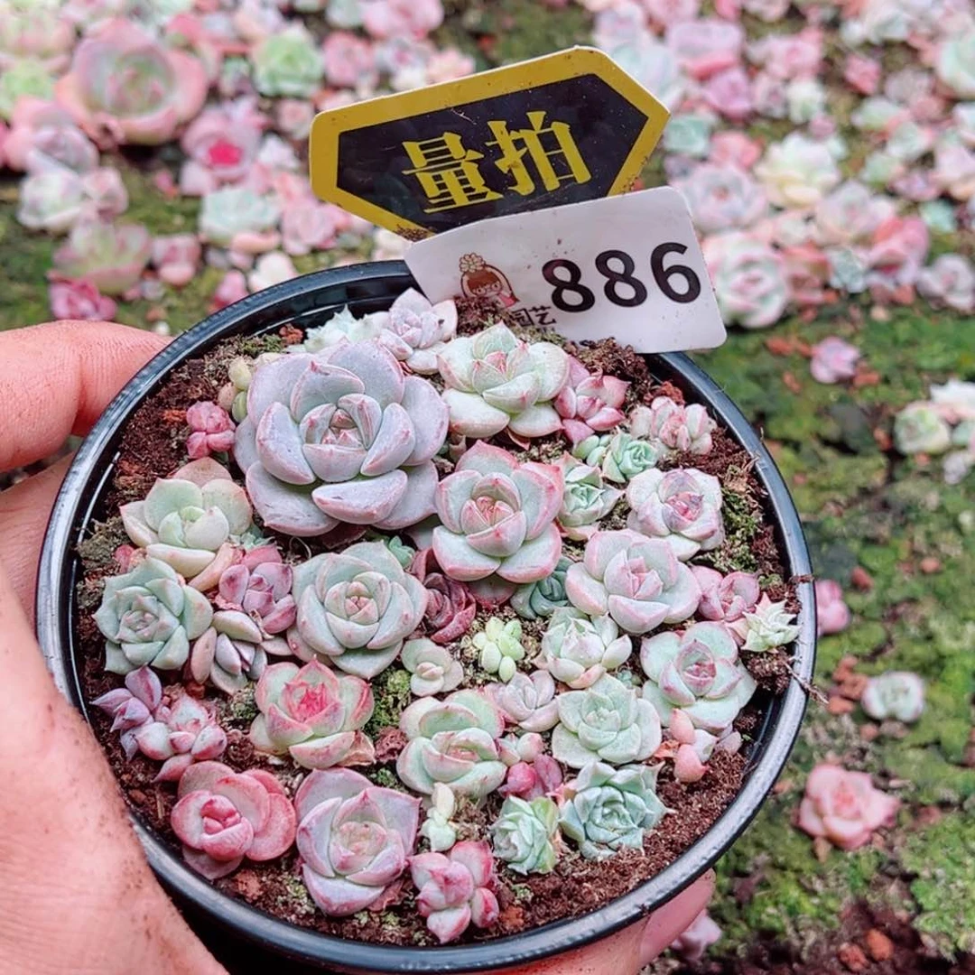 多肉植物多肉植物