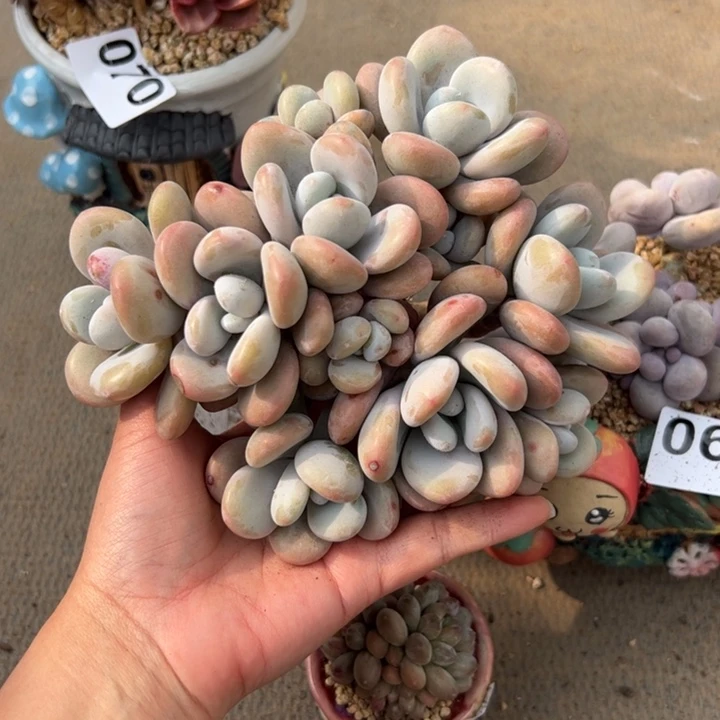 S****a100 多肉植物组合盆栽