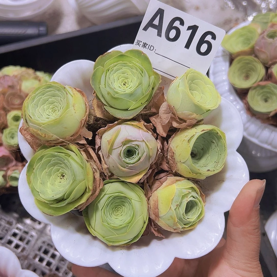616埃罗马盆8个带盆做好发