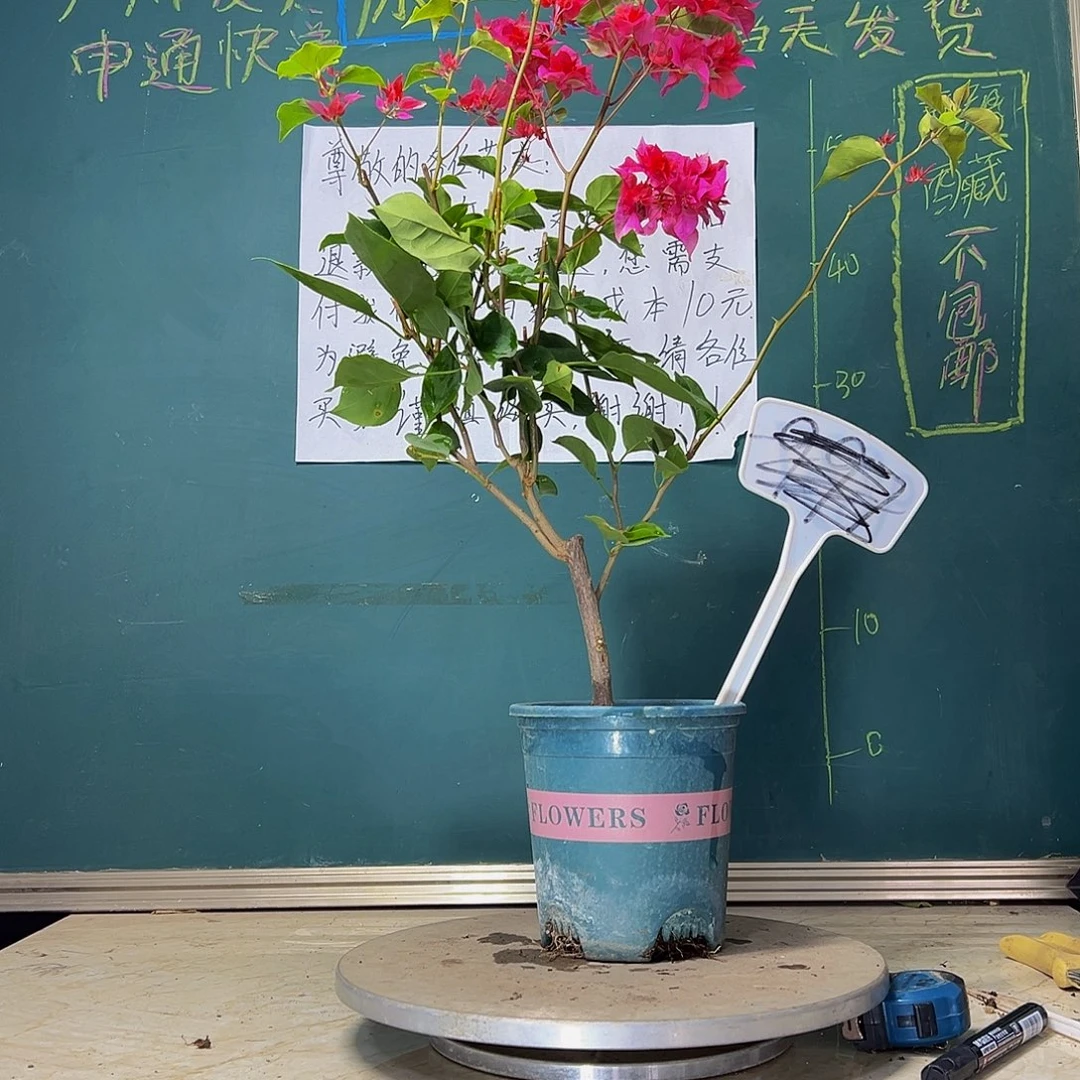 当前无花栽培后可以开花  重瓣红  9876