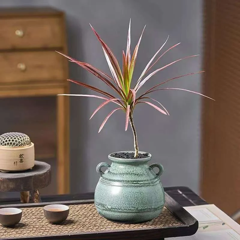 七彩铁千年木小盆栽绿植室内客厅桌面盆景植物