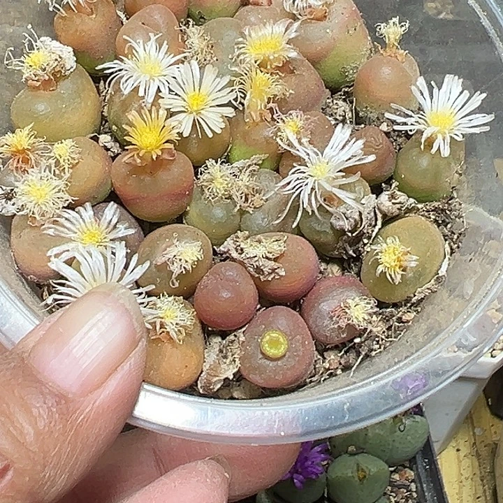 k***736号特价毛汗尼一盒