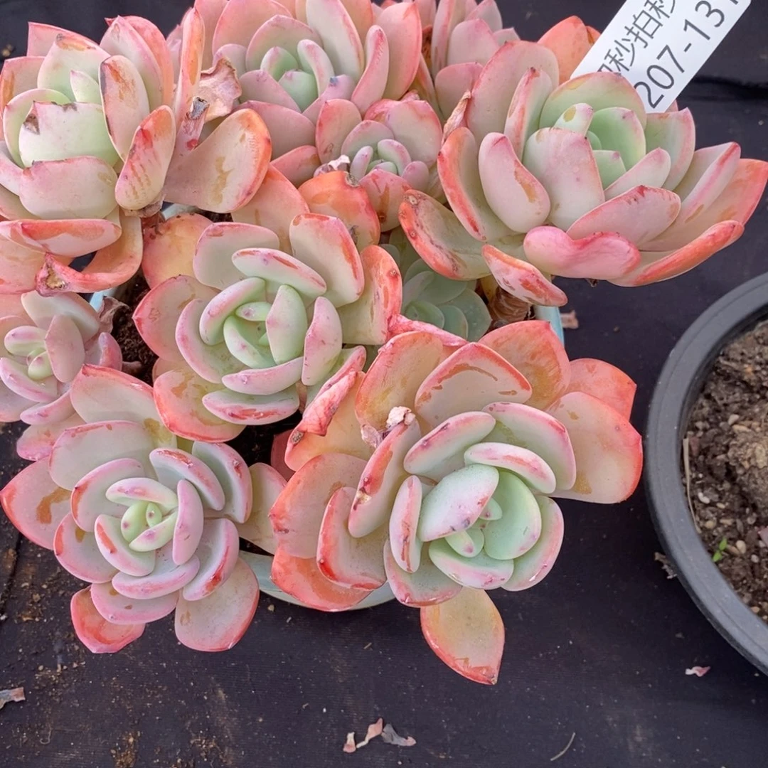 ?****勿秒拍秒退1207-131白月光