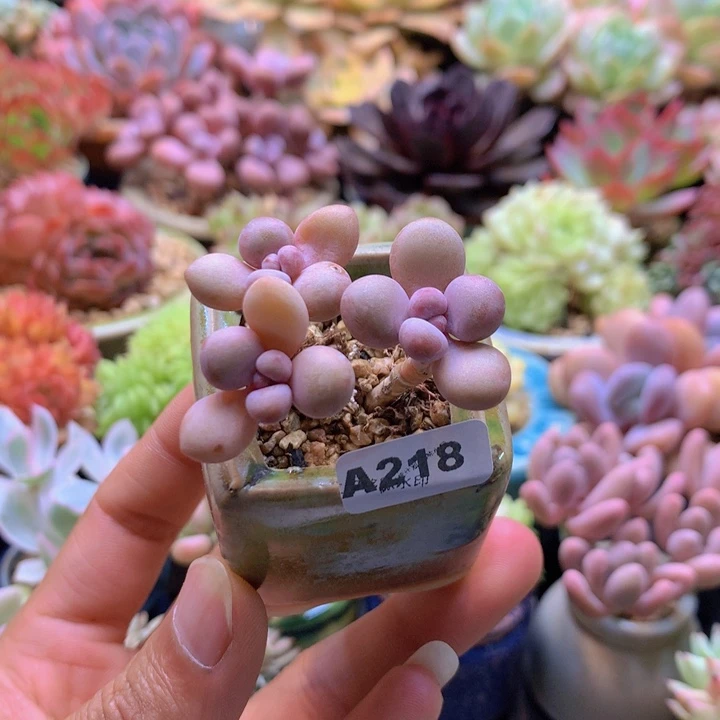 一物一拍含盆土满38包邮A218
