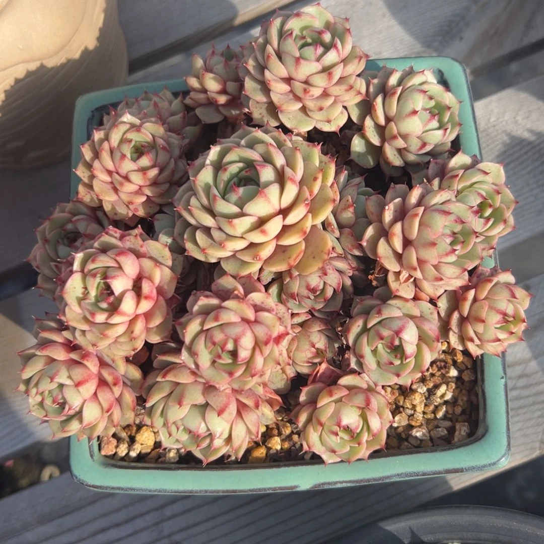 苯巴精控多肉一物一拍