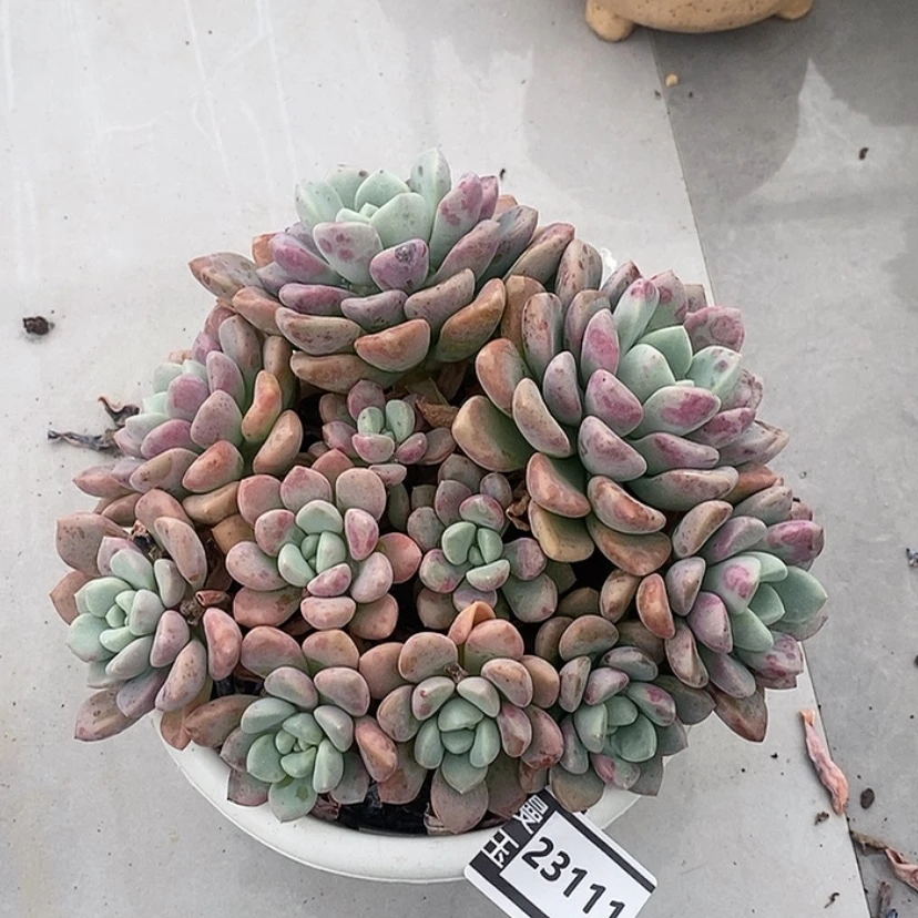 【闪购商品】花斑鹿23111
