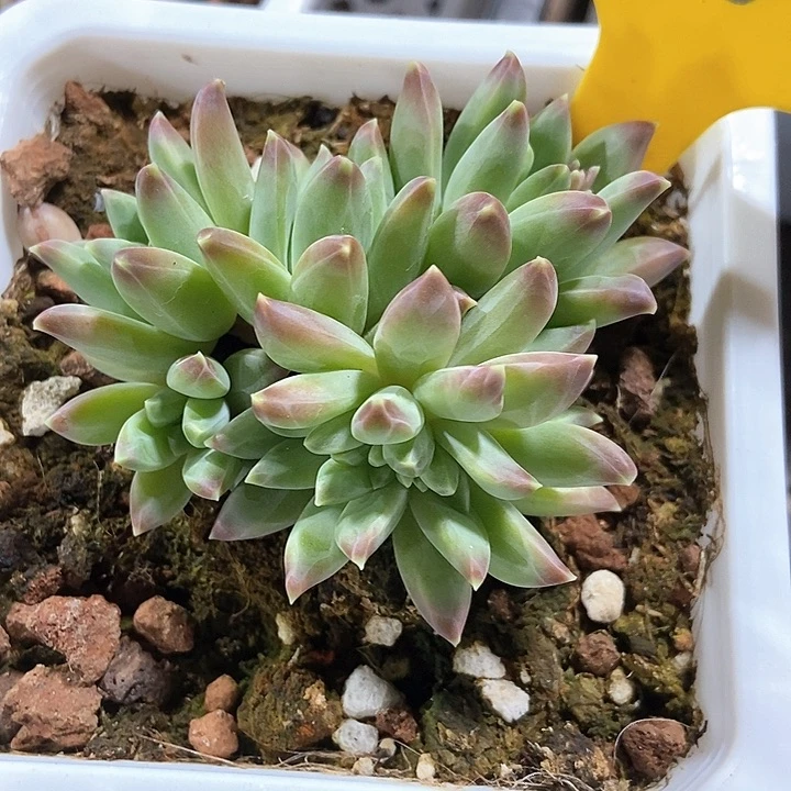 多肉植物966多肉