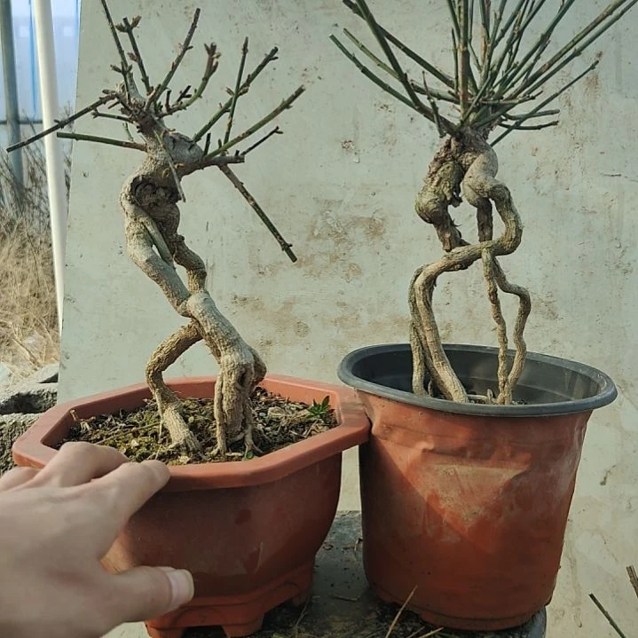 当前无花朵，栽培后可花朵