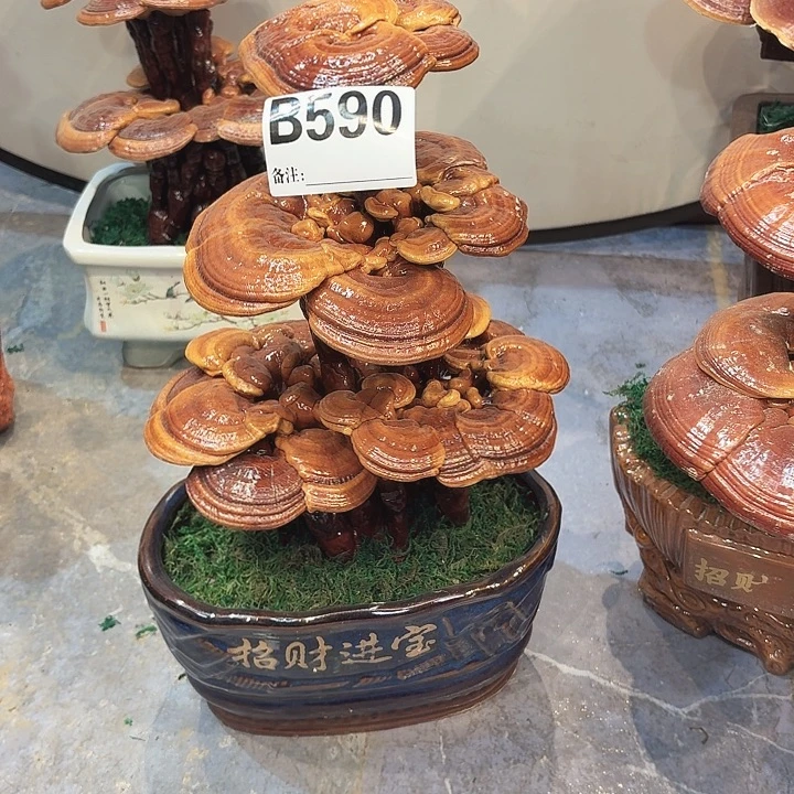 灵芝888888888888885588