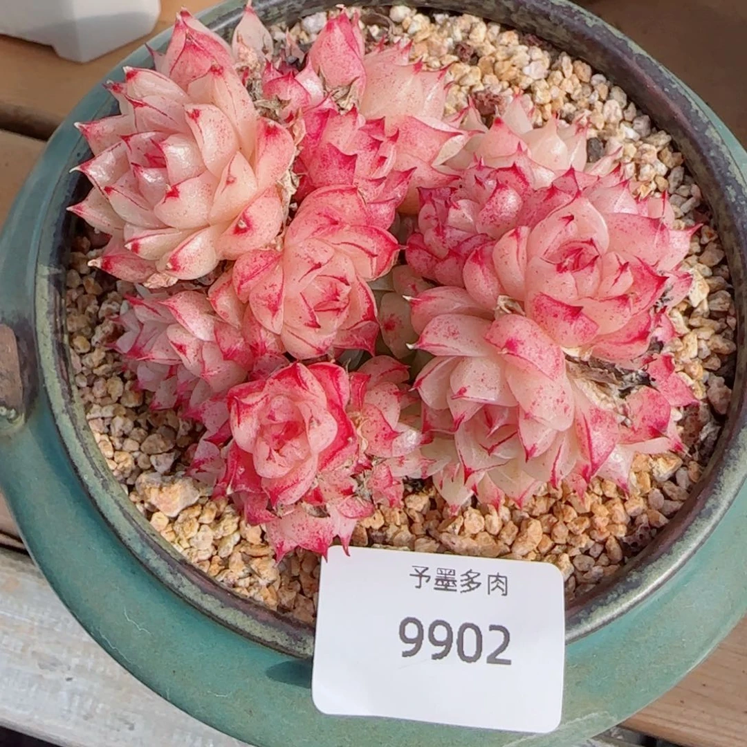 麦秆群，9902带塑料盆不包整