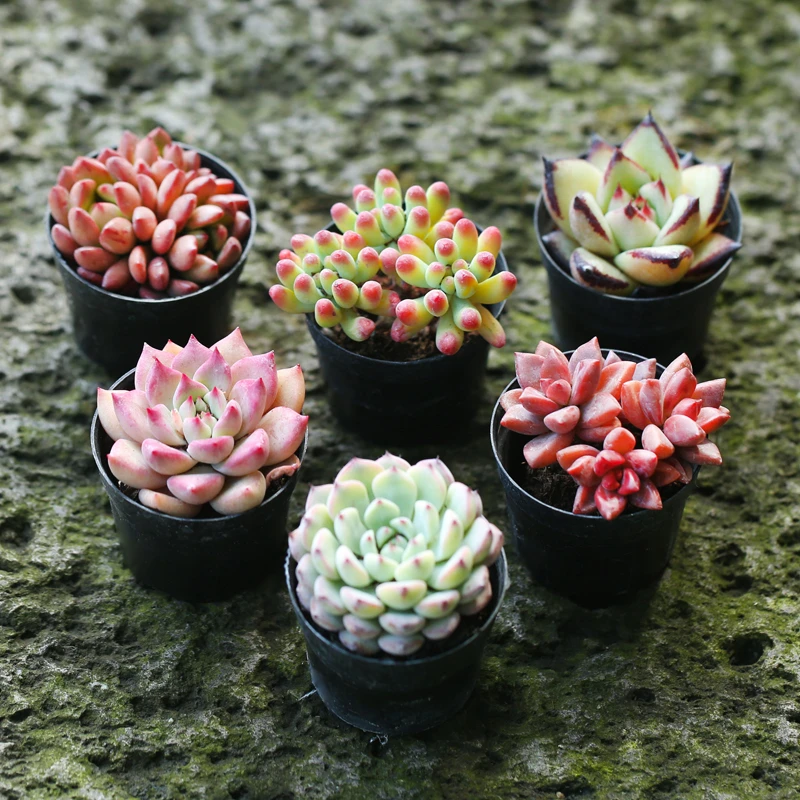 直播 星辰家20颗组合多肉植物含盆带土种好发货新手亲子花卉绿植