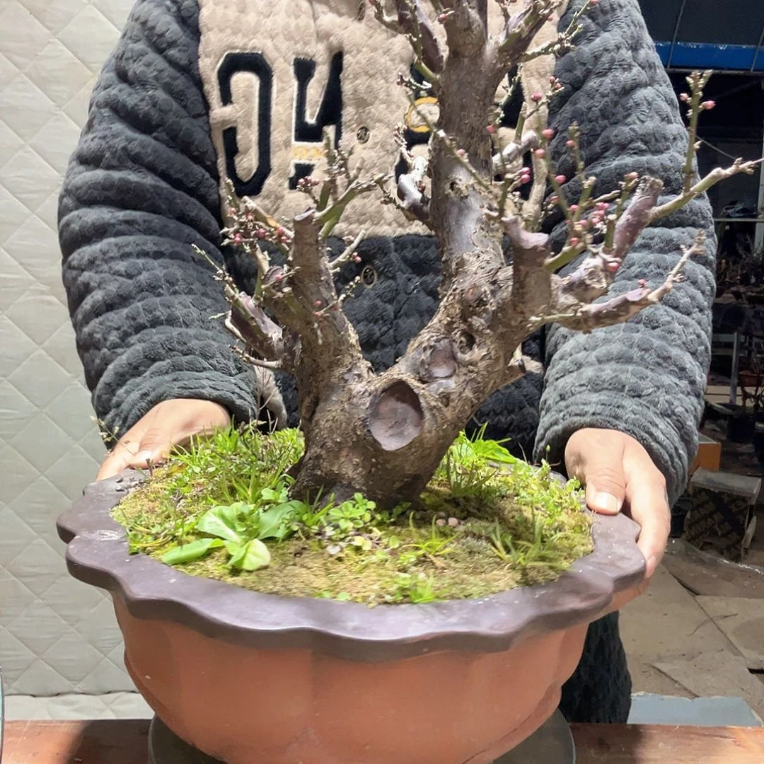 合***馆无花朵原生宫粉梅花