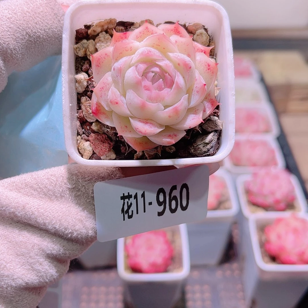 花利美11-960美瞳