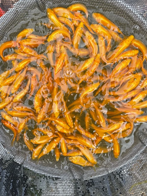 小西赤目红眼芥子锦鲤7公分左右10条