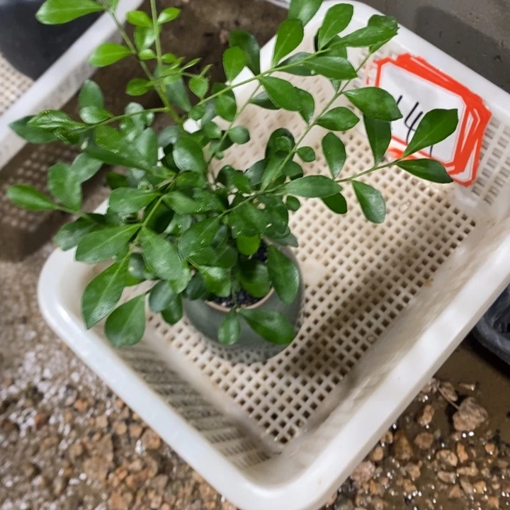 张***生无花朵退款拉黑拉141