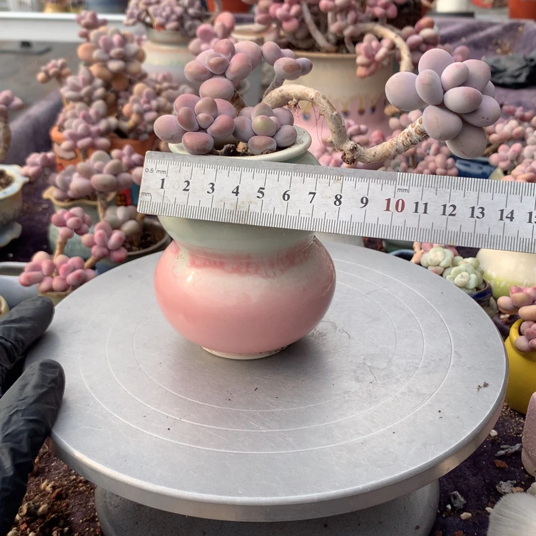 28号桃蛋带盆偏远地区不包邮的