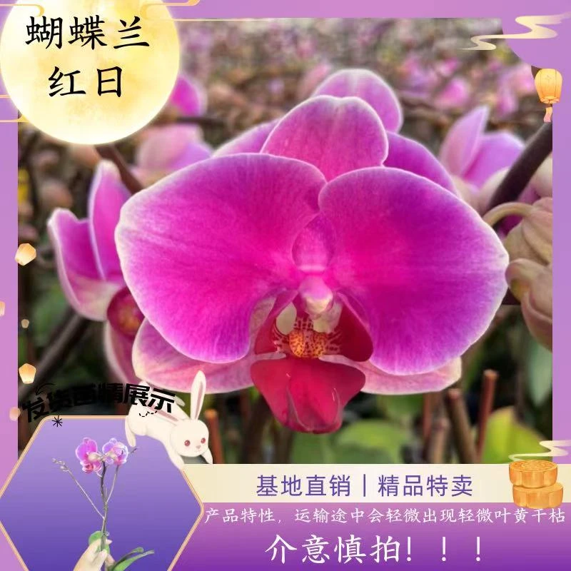 【蝴蝶兰 红日 不售后】拍一发二福利 中秋好礼 基地直销 室内外