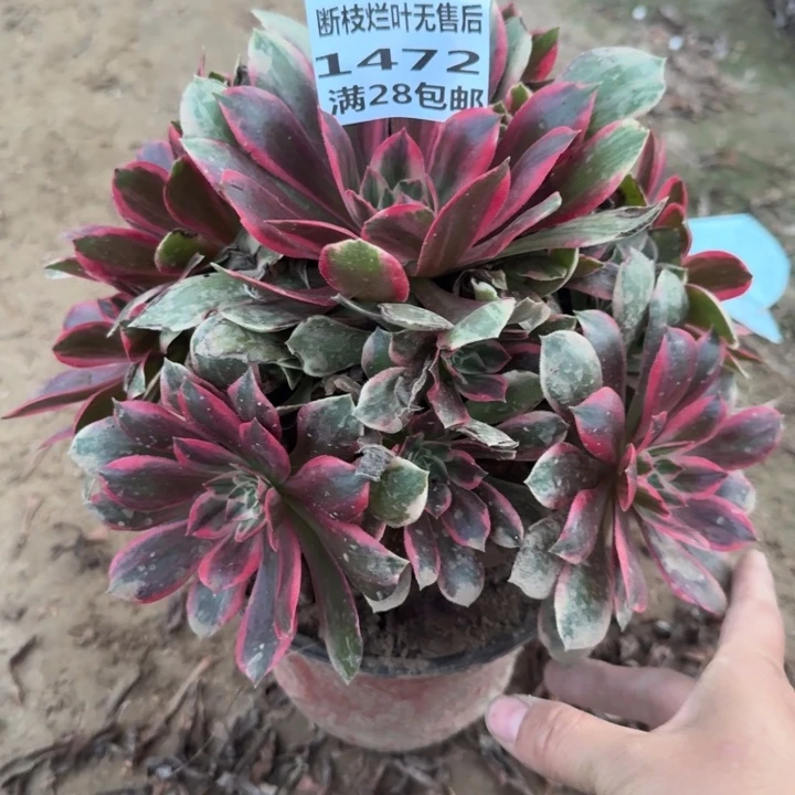 *****1472二号棚浣纱多肉C