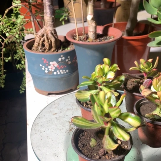 熊*8861卷叶小棵1个