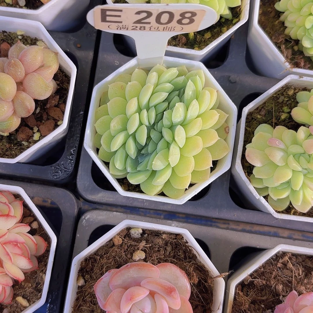 E208白月影杂交缀一物一拍