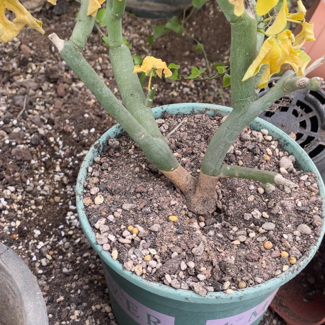 无花朵毒腺蔓11111