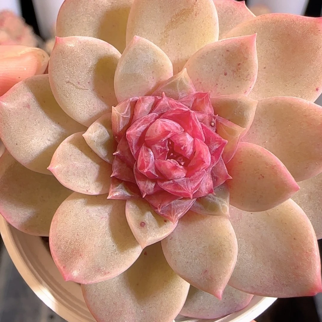 多肉0104-98糖心糖心