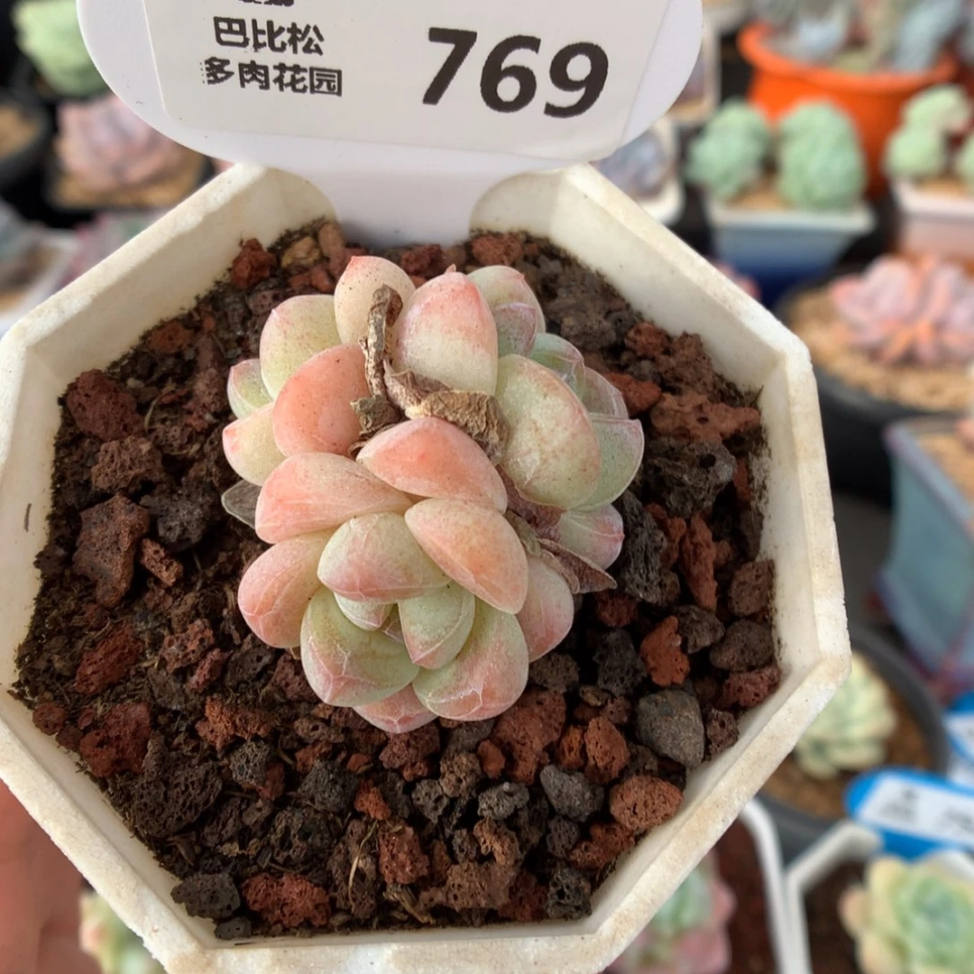 769三头冰玉多肉植物