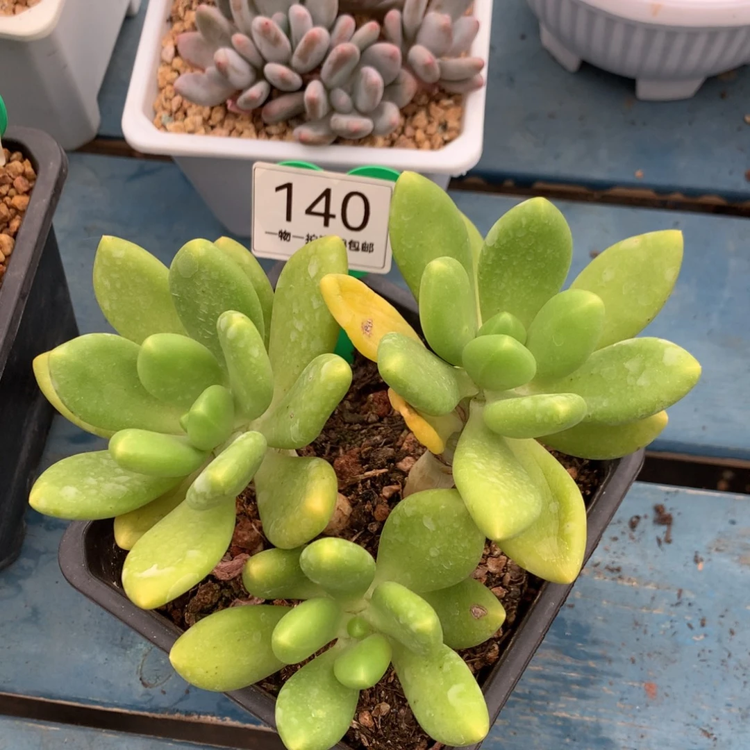 芒果奶无砍老桩140