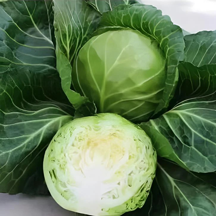 平原露天种植露天新鲜甘蓝黄心甘蓝