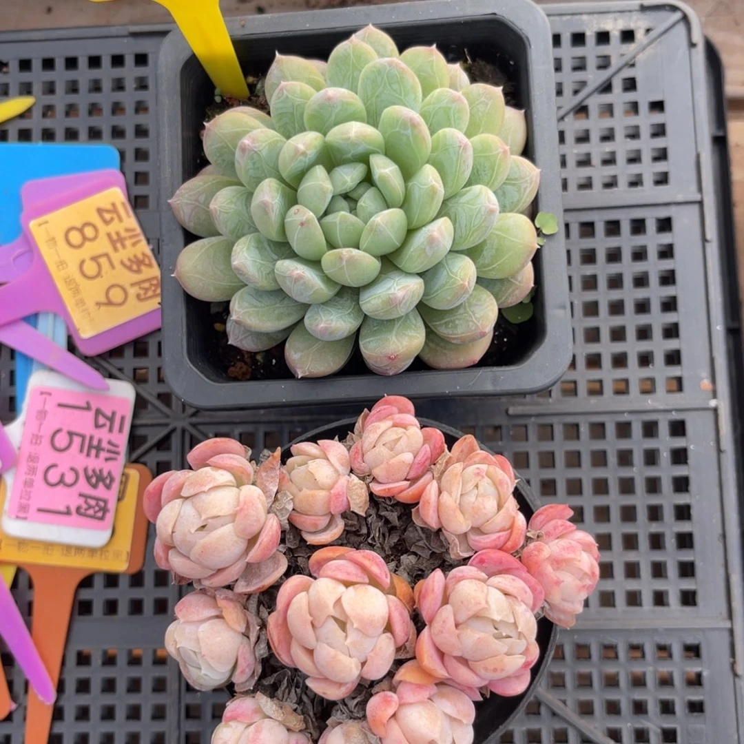 云尘多肉一物一拍1396