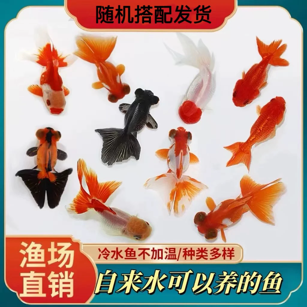 大尺寸冷水金鱼【8-10厘米】金鱼11尾 多品种混搭 颜色随机发货