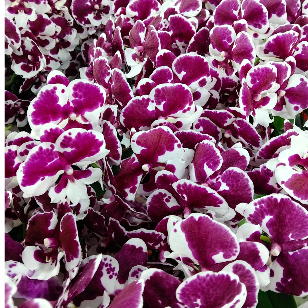 花缘里【一千零一夜】单花剑 稀有品种 蝴蝶兰 开花株 基地直发