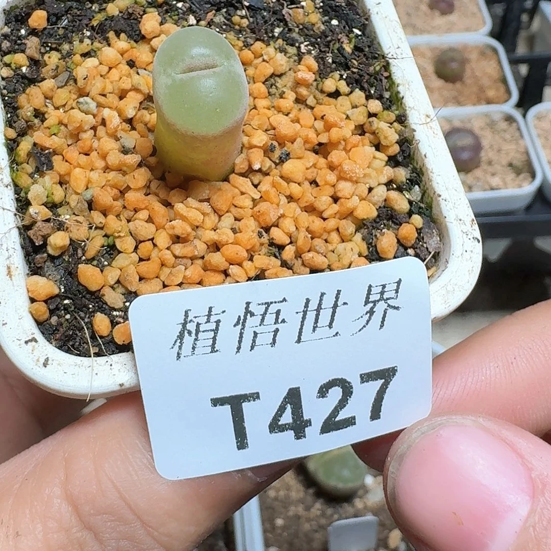 427盒多肉植物哇f v