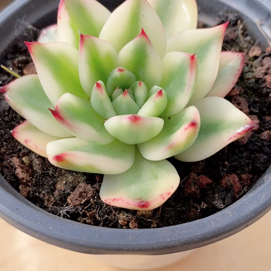 阿斯娜锦多肉锦景天