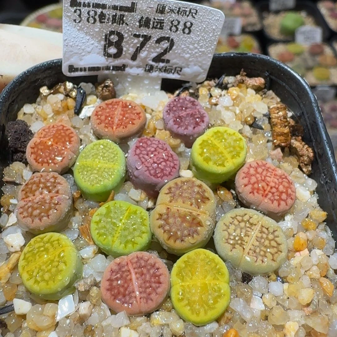 Ssss精品生石花872