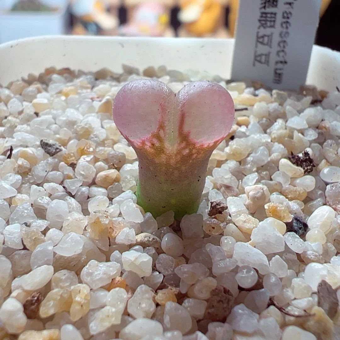 104-480多肉多肉黑眼豆豆