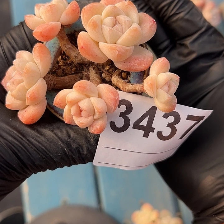 3437，五头长杆子冰玉带盆发的