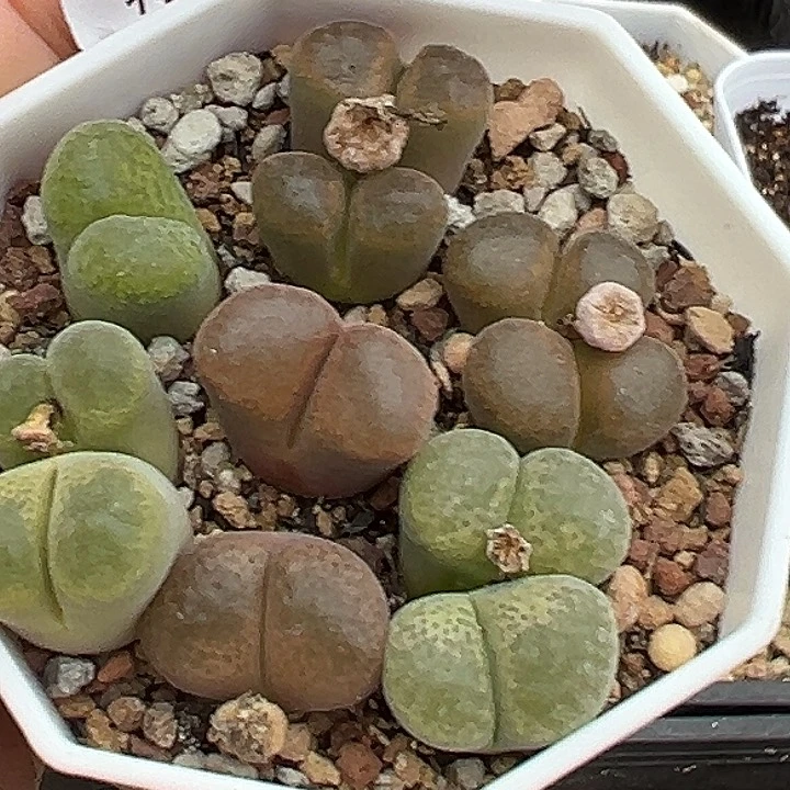 640号开播福利风铃一盆多肉植物