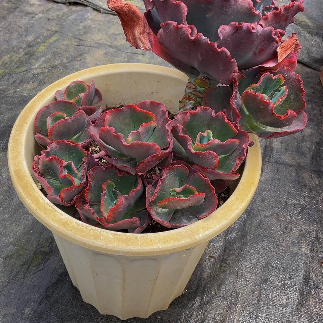 莞*紫婚纱多肉植物群