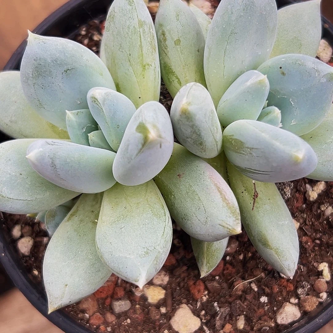 1颗美人系列多肉植物