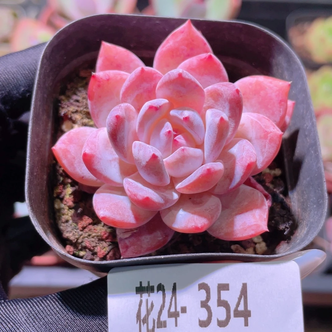 花利美24-354橙梦露
