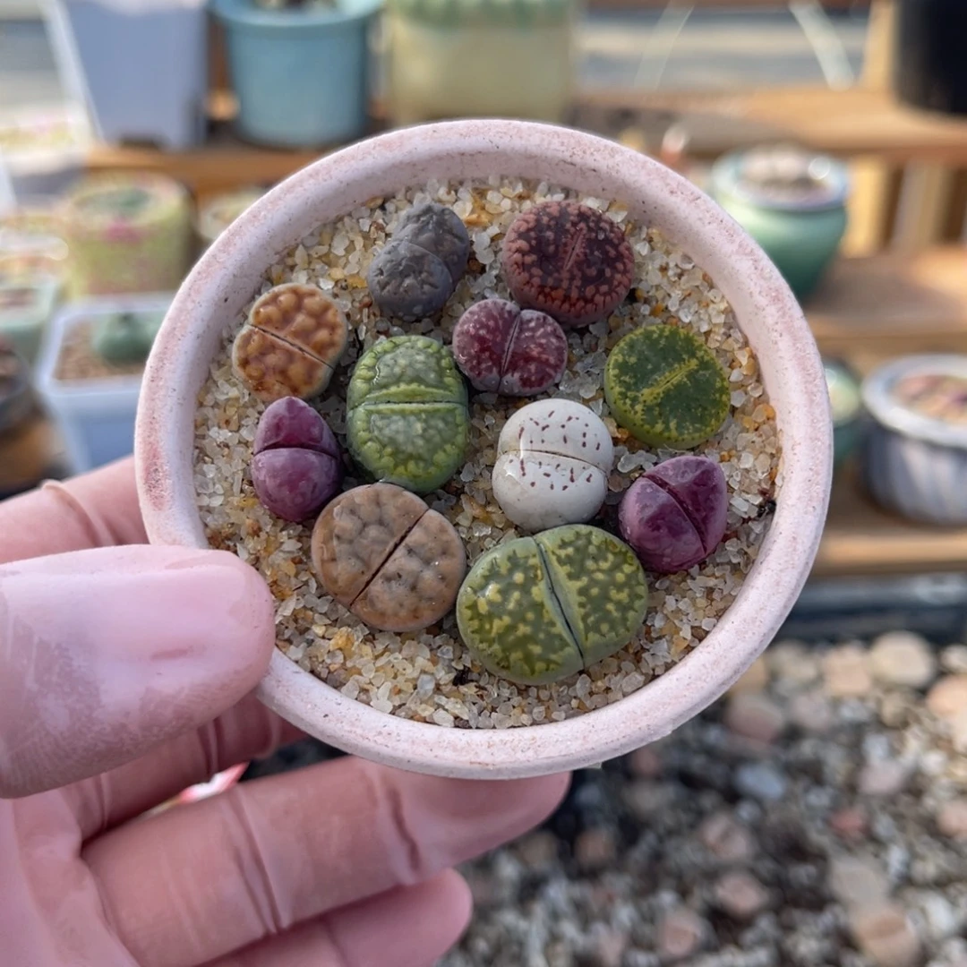 多肉植物一物一拍69