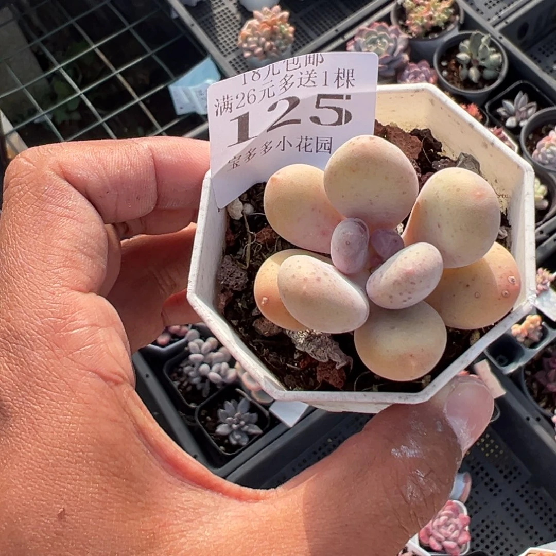 125号奶酪一物一拍满18包邮满26送一颗多肉
