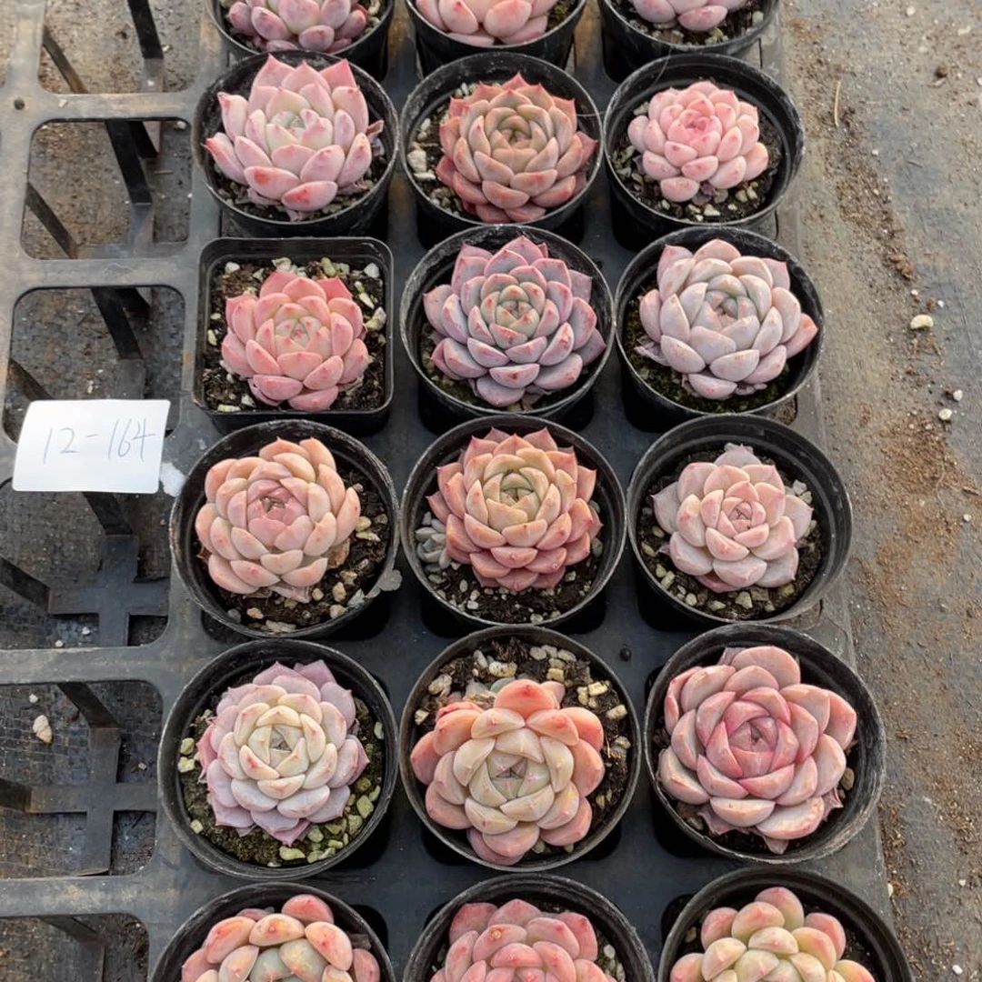 一物一拍18棵12-164