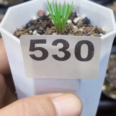 530方便面一物一图如图