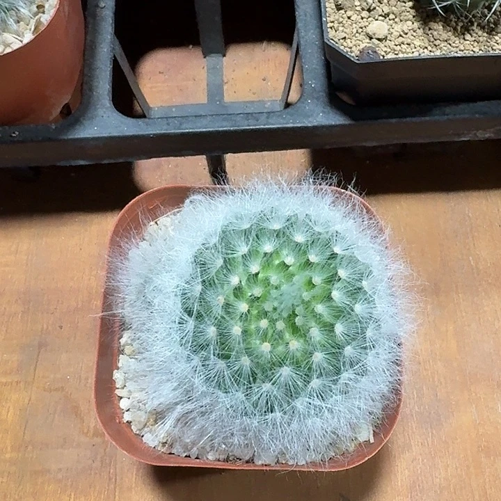 无刺丽光殿仙人球