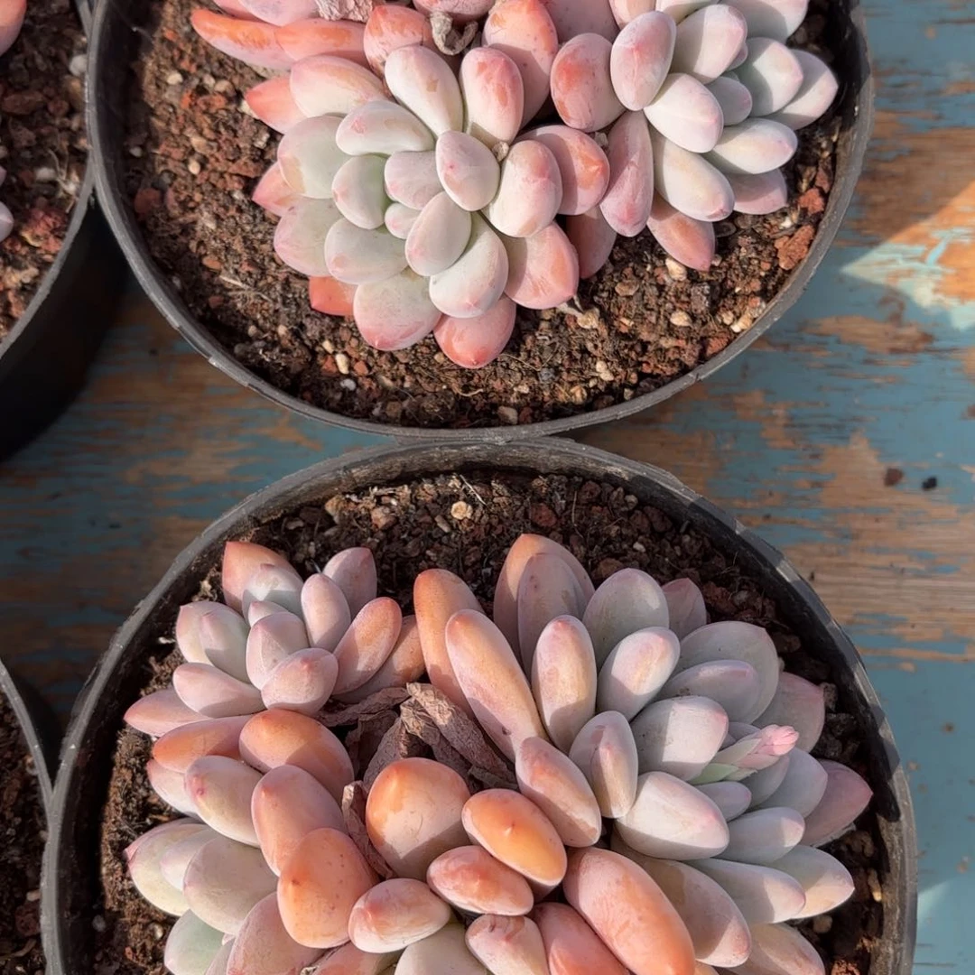 山栀妹妹的两个香水