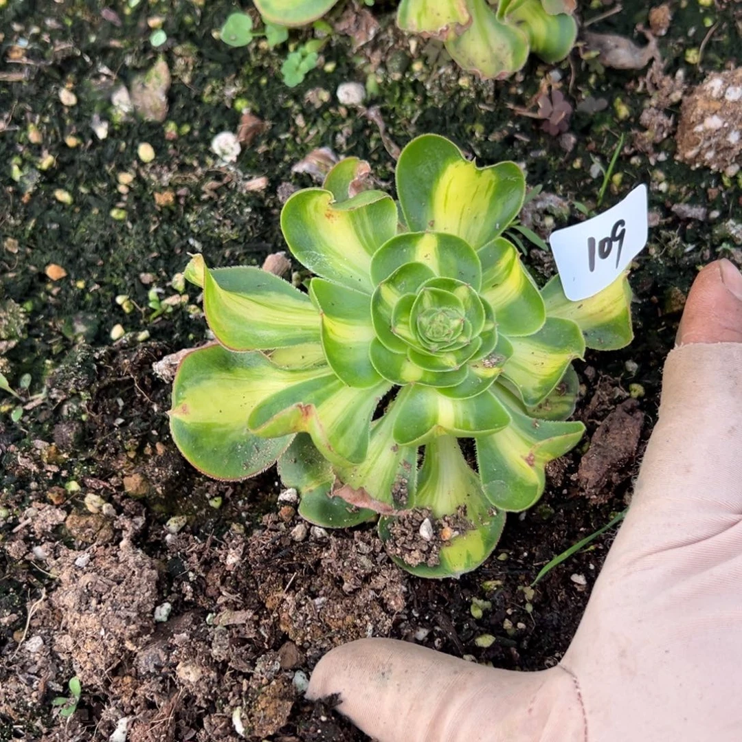 109暴君一颗5多肉