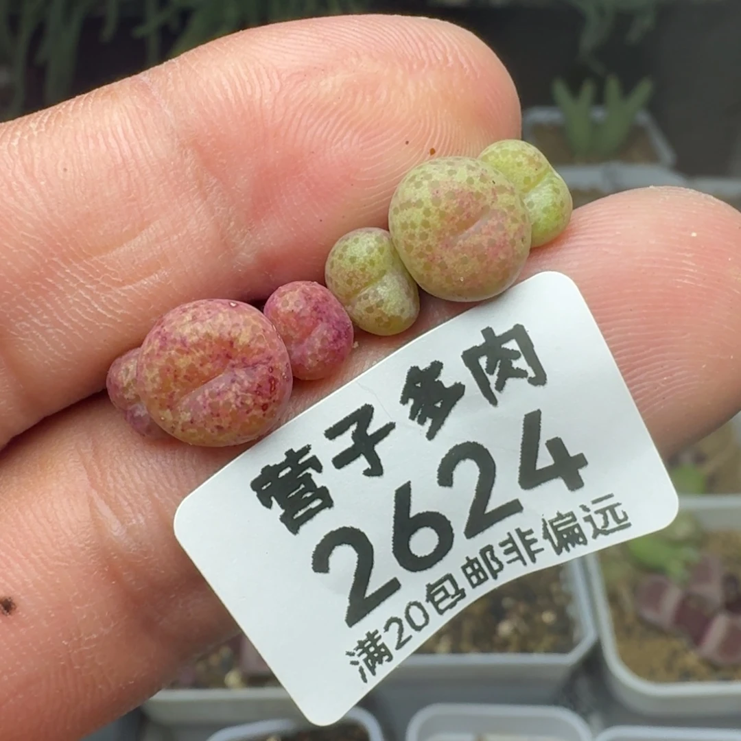 小金桔两颗3头。