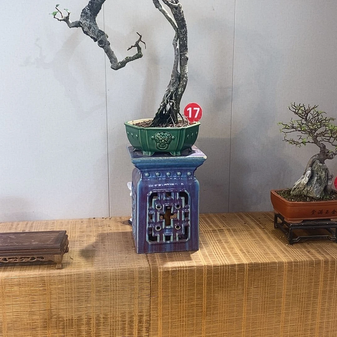 当前无花朵，栽培后可花朵红牛盆景等